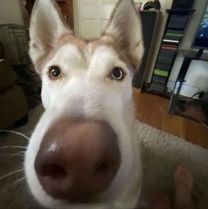 Meet your Posher, Johnny